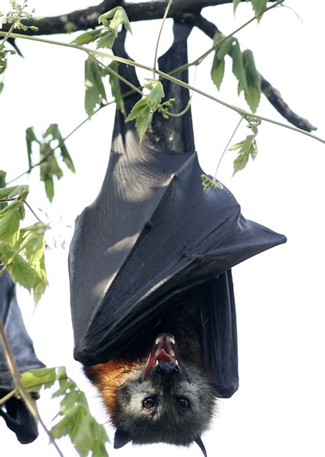 Flying Foxes Australia Heatwave Killing Thousands Circa News Learn Think Do