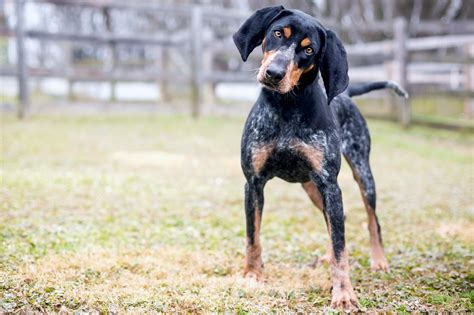Bluetick Coonhound Dog Breed Information And Characteristics Daily Paws