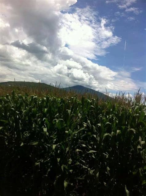 Milpas De Maíz Fotos De Portada Naturaleza Foto