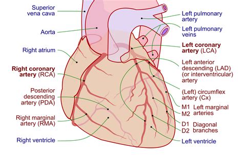 The aortic and pulmonic valves lie between the ventricles and the major blood vessels leaving the heart. File:Coronary arteries.svg - Wikimedia Commons