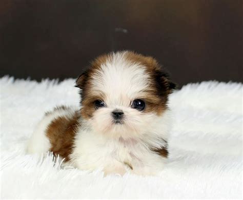 It is also considered to be a great option for both experienced and novice dog parents. Teacup Shih Tzu #MicroShihTzu 3lbs Fully Grown. For more ...