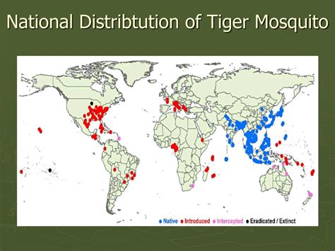 Ppt Asian Tiger Mosquito Powerpoint Presentation Free Download Id989850