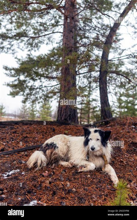 An Old White Dog Of The Yakut Laika Breed Lies Resting Under A Tree In