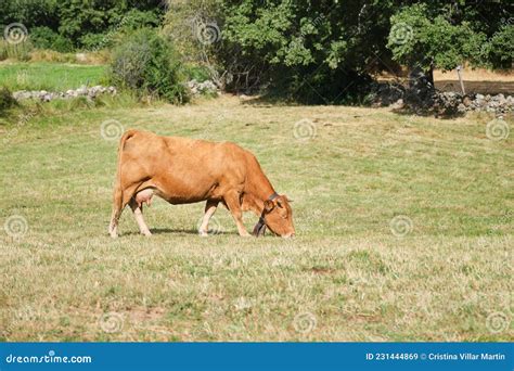 Cowbell Pasturing Stock Photos Free Royalty Free Stock Photos From