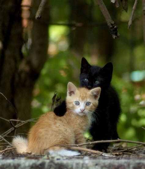Cute Kittens 100 Pics