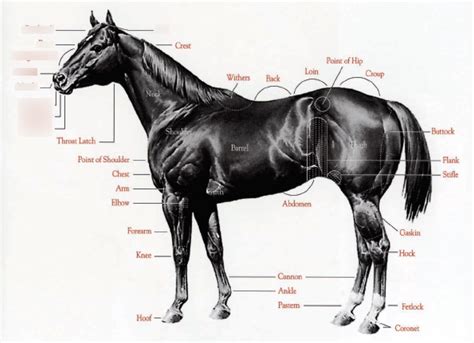 Horse Anatomy 1 Diagram Quizlet