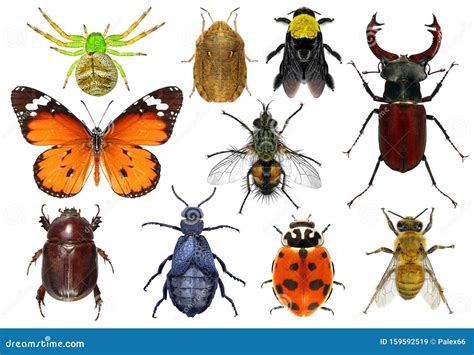 Set Of Insects Stock Image Image Of Background Walking 159592519