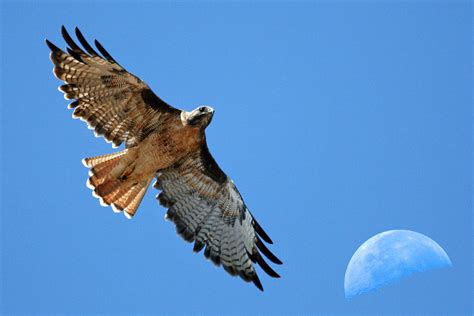 Sahara Desert Hawk