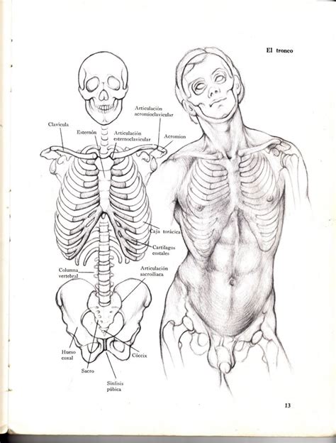 Anatomia Artistica Dibujo Anatomico De La Figura Humana Anatomía