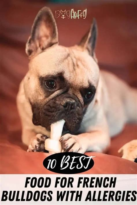 List Of Best Dog Food For French Bulldogs With Skin Allergies 2022