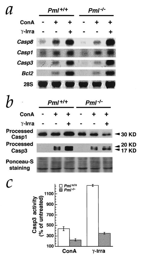 pml is essential for multiple apoptotic pathways nature genetics