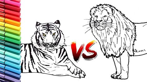 How To Draw Lion Vs Tiger Wild Animals Color Pages For Kids Learning