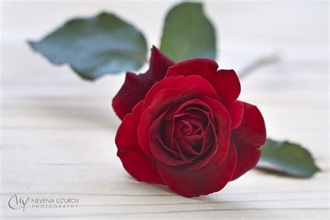 Nevene Uzurov Rose Rose Plants Flowers