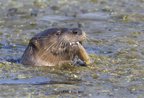 North American River Otter Wildlife In Nature