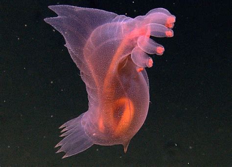 Bizarre Sea Pig Ocean Dwellers Echinoderm Ocean Depth Undersea