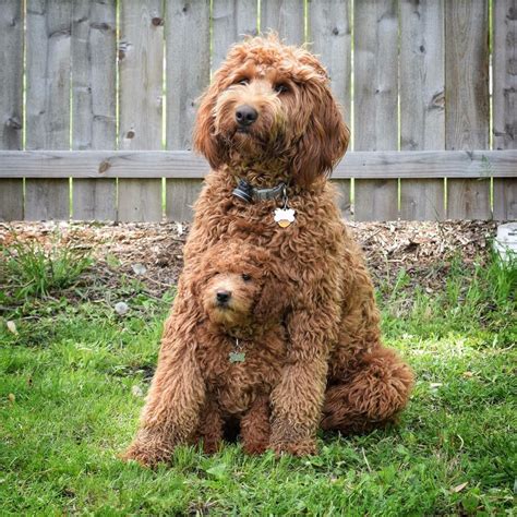 Pin By Katina On Doodles Fluffy Dogs Cute Dogs Labradoodle Puppy