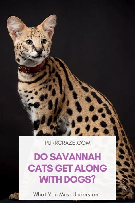 Are Savannah Cats Dangerous To Dogs Cat Meme Stock Pictures And Photos