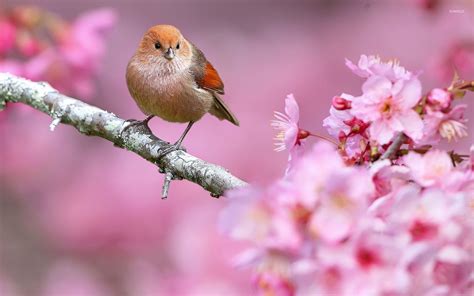 Small Bird In A Spring Tree Wallpaper Animal Wallpapers 46883