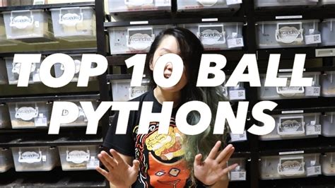 TOP 10 2021 Arcandrez Ball Pythons YouTube