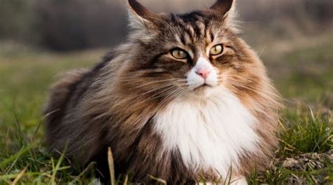 Essential Things To Know About The Norwegian Forest Cat