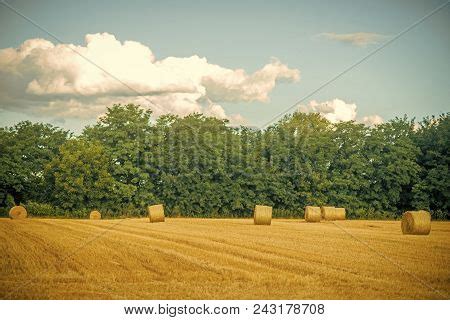 Haylages Rolled On Cut Image Photo Free Trial Bigstock