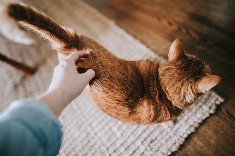Understanding Cat Body Language 101 Jolly Pets