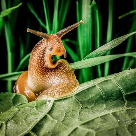 Share Your Best Pictures Of The Magical World Of Snails Snail