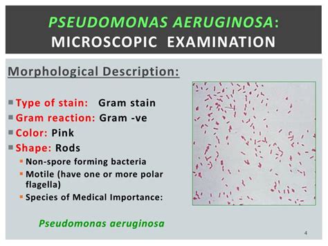 Ppt Practical Medical Microbiology Powerpoint Presentation Id2269533