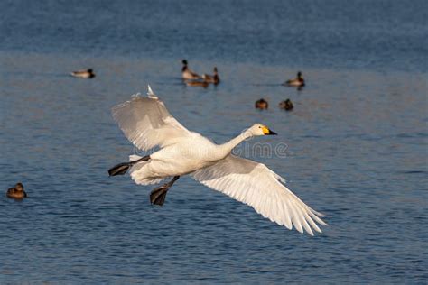 Swan Flies Over The Lake Stock Photo Image Of Bird 166402392