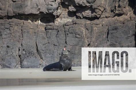 New Zealand Wildlife A Sea Lion Sunbathes In Sandfly Bay Near Dunedin New Zealand On November