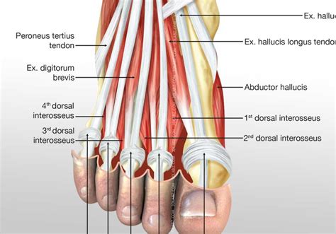 The muscles round off the angular structure. Foot Medial Muscles Illustration | Images and Pictures