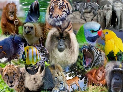 Different Types Of Zoo Animals