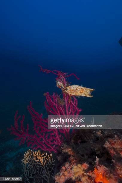 Nursehound Photos And Premium High Res Pictures Getty Images