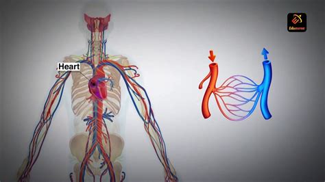 Human Circulatory System Biology Youtube