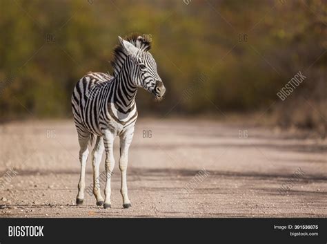 Baby Plains Zebra Image And Photo Free Trial Bigstock