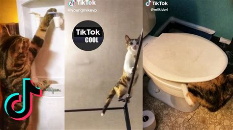 The Best Funny Cat Tik Toks 2020 Cat Lovers Youtube