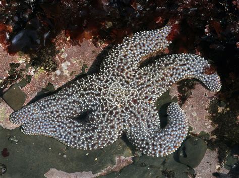 Giant Sea Star Flickr Photo Sharing