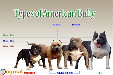Different Types American Bully Design Talk