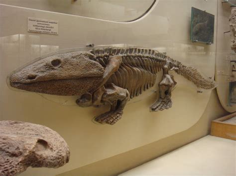 Ichthyostega Stensioei Skeleton Model Zoochat