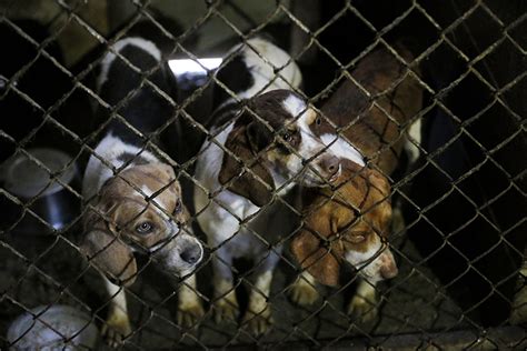 Nearly 300 Dogs Seized In Top Puppy Mill State This Dogs Life Dog