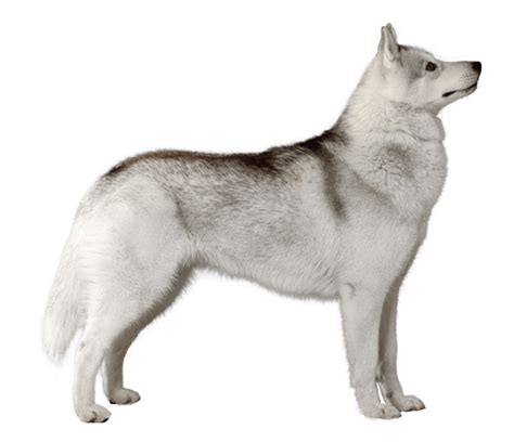 Image Png White Husky Hd Png All