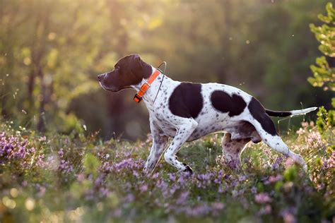 Hunting Dog Profile The Iconic English Pointer Gearjunkie