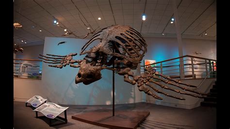 Dinosaurs Of The Deep Opens At Mariners Museum
