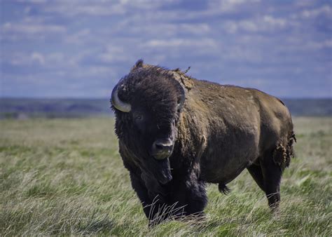 Grasslands National Park Tourism Saskatchewan