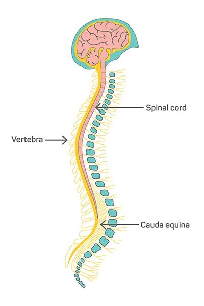 Spinal Cord Anatomy Structure Function Injury