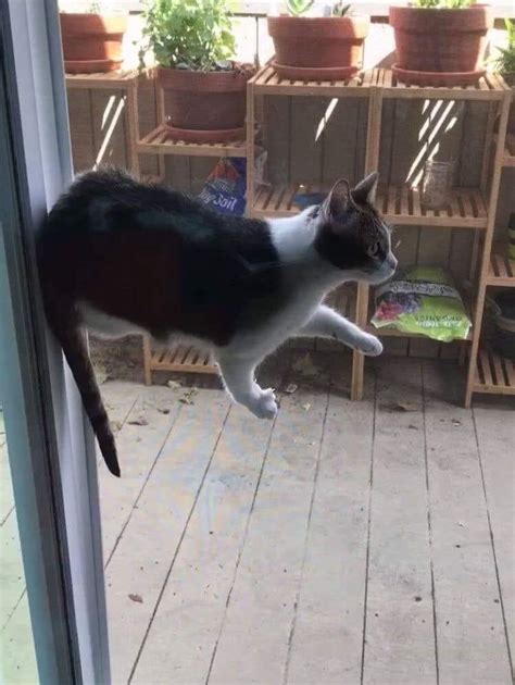 This Floating Cat Confusingperspective