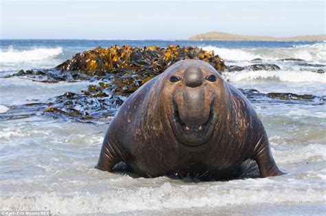 Laughing Seals Chuckling Sea Mammals That Love To Have A Laugh And