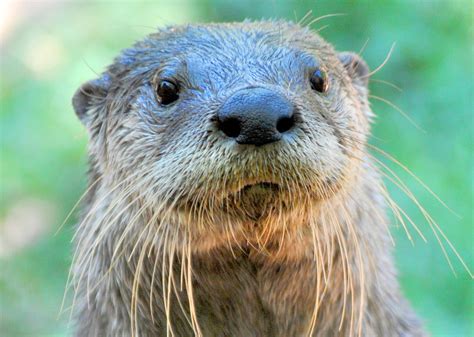 North American River Otter Alexandria Zoo