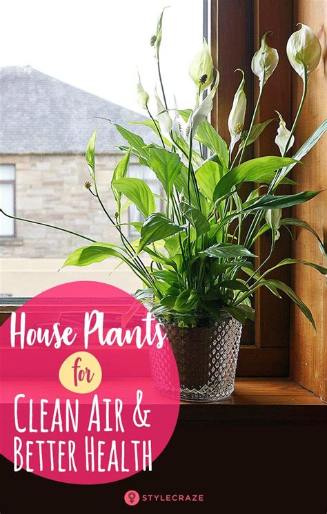 Best House Plants For Clean Air And Better Health House Plants Clean