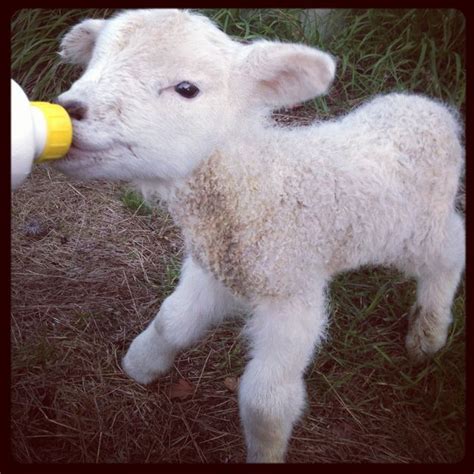 31 Fuzzy Little Lamb Pictures To Brighten The Day Lamb Pictures Cute
